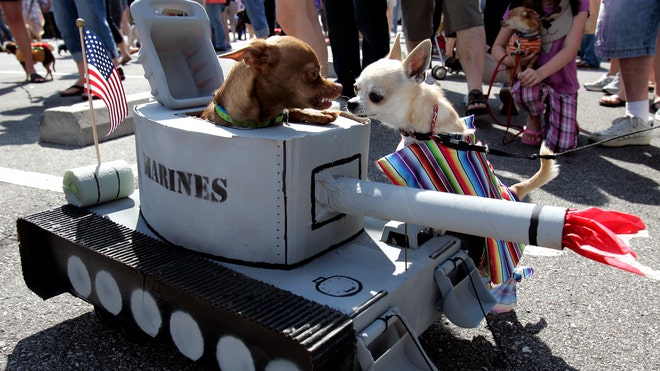 Chihuahua Invasion 2.jpg